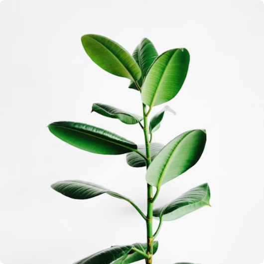 About Green Earth Campaign